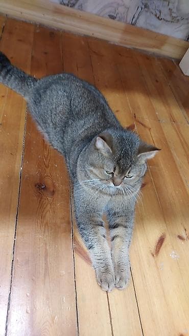 husky balasi satilir: Qızıl şinşilla, Erkək, Yaxşı əllərə, Ödənişli çatdırılma — 7