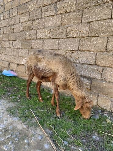Dovşanlar: Boğaz Qoyunlar satılır 4 dənə bala ələ dəyir — 4