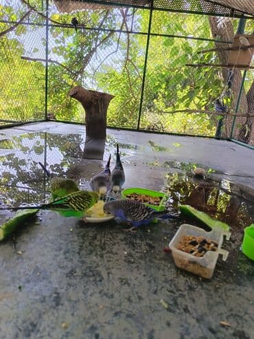 попугай жако купить в баку: Tam saglam quşlardi hamisi cavandi 6 dene erkeydi bir 2 denesi qocadi — 1