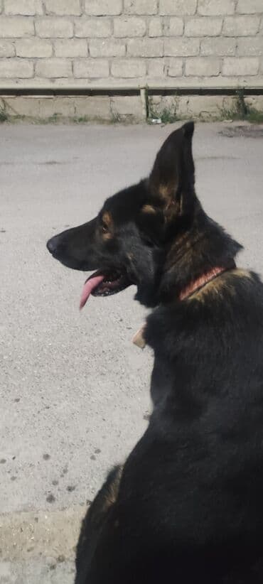 Alman çoban iti, 1 il, Erkek, Peyvəndli, Ünvandan götürmə