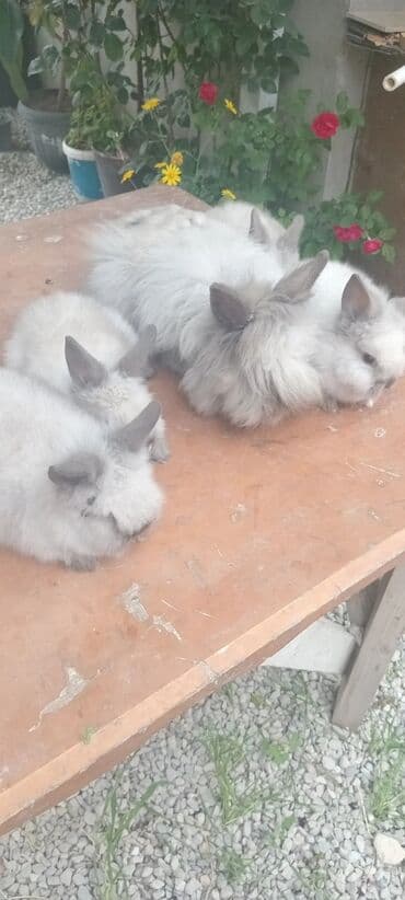 afçarka balası: Akor balası 10m — 21