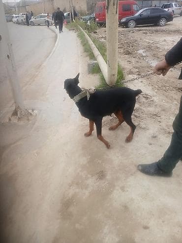 alman coban iti: Doberman — 2