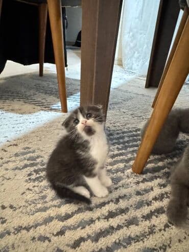 pişikler ucuz: Şotland — 13