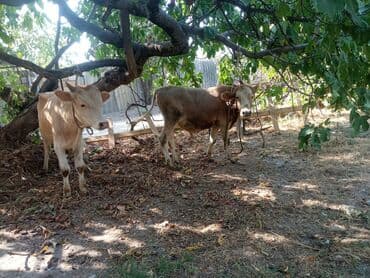 sudluk inekler satışı: Super yeyimgil danalardı — 6