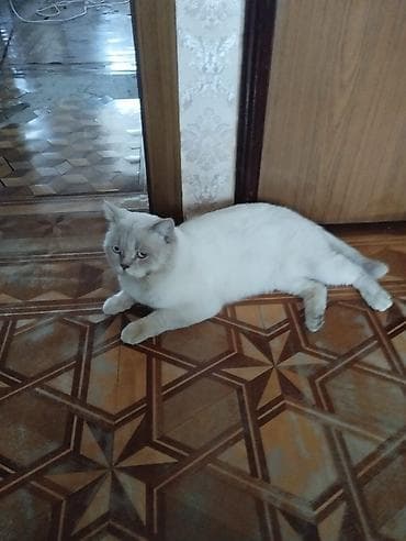 Ağ rəngli balaca pişik. Şotland sinsilla point cinsi, süd ilə — 6