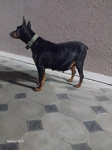 ev heyvanı: Doberman — 2