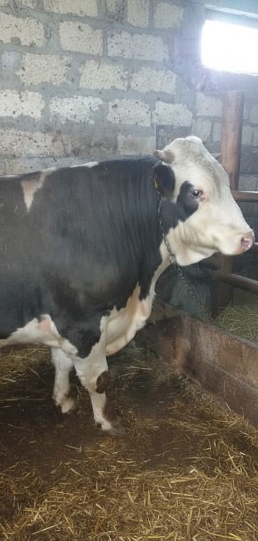 heyvan evləri: Erkək, il: 2, 660 kq, Ətlik — 1