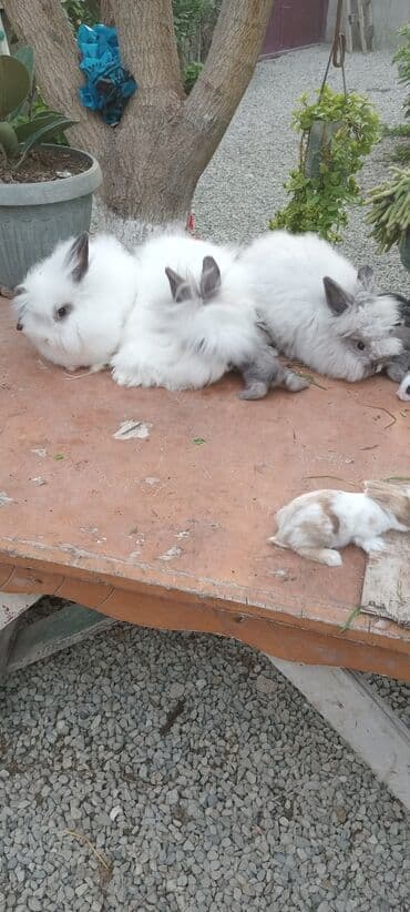 bala dovşanlar: Akor bala 10m — 7