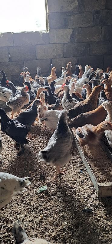 yerli cücələr: Toyuq cücələri, Damazlıq, Ödənişli çatdırılma — 3