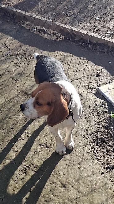 Heyvanlar üçün mallar: Bigl, 4 il, Erkek, Sənədli, Ünvandan götürmə — 3