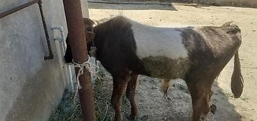Salam Erkek danadi Qiymeti 850 manat
