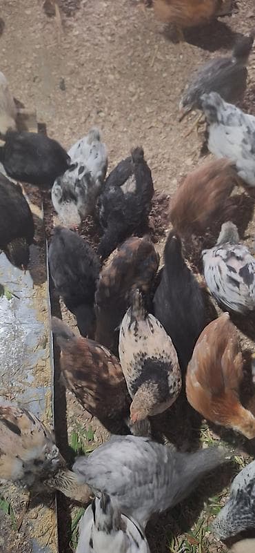 heyvan per page 40: Toyuq, Damazlıq, Pulsuz çatdırılma, Ödənişli çatdırılma — 9