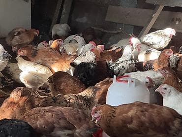 berde mal bazari 2020: ŞƏKİ DAXİLİNDƏ çatdırılma mümkündür Yetişmiş heyvanlardır. Çəkisi — 5