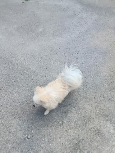 it şəkilləri: Şpitz — 2