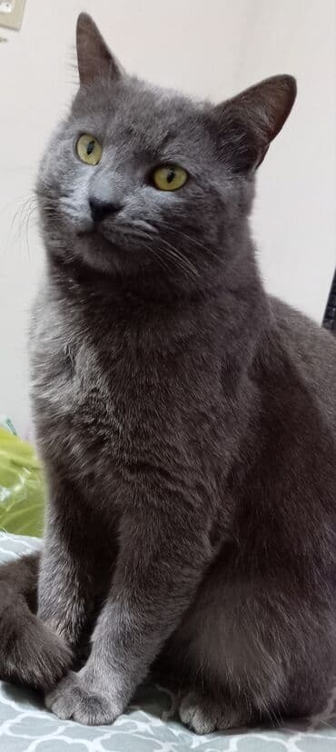 pişik britan: Şotland, Erkək, Cütləşmə üçün, Ödənişli çatdırılma — 1