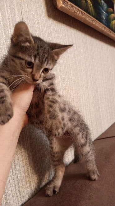 meymun heyvan: Şotland, Erkək, Yaxşı əllərə, Ünvandan götürmə — 3