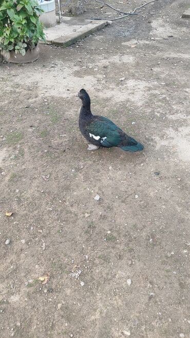 питомники собак в баку: Amerikan lal ördəyi adı yerli lal ordeklərle bir tutmayın təmiz qan — 2