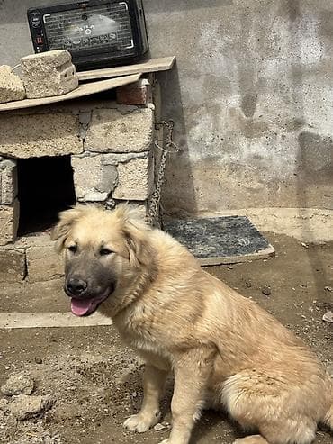 pekines itləri: Qafqaz çoban iti, 6 ay, Dişi, Peyvəndli, Ünvandan götürmə — 3