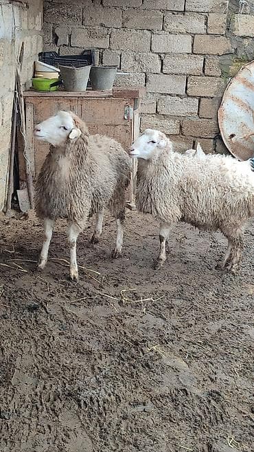 damaz: Kürdəxanıdadir Erkek di . Sağlam qurbana yararlı heyvandir. Yeddinci — 4