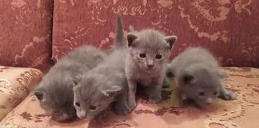 Daraq panellər: Britan, Dişi, Erkək — 13