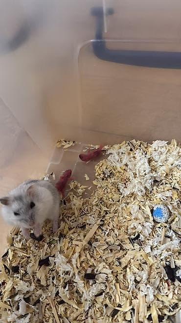 xamyak nedir: Cırtdan hamsterlər – damazlıqdan - Növ: cırtdan (dwarf) hamsterlər - — 3