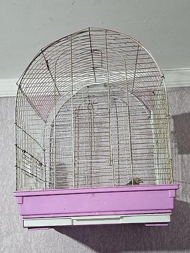 heyvanlar quba: Çin bildirçini satılır dişidi 25 m quşu alana qəfəsi hədiyə — 2