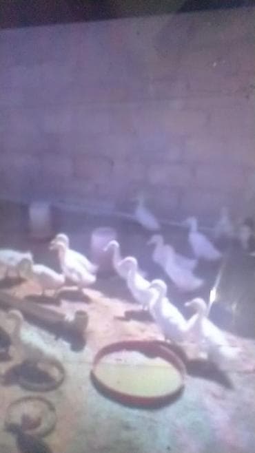 Ağ ördək balaları – təsərrüfat üçün. - Növ: ağ ev ördəyi (pekin