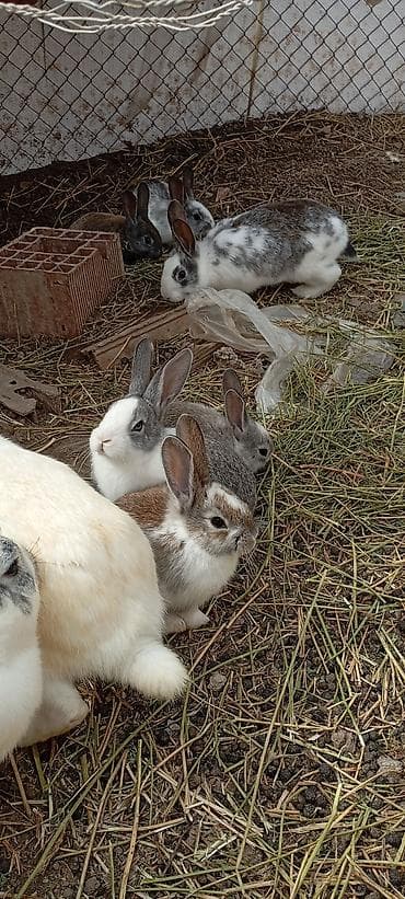 Ev dovşanları – müxtəlif rənglərdə balalar - Şirin, aktiv balaca