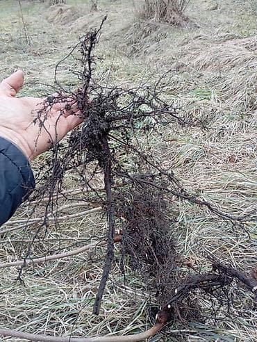 Digər bitkilər: Fındıq tingləri – açıq kök sistemi ilə - Növ: adi fındıq (Corylus — 2