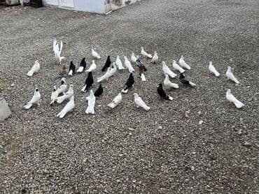 Lincoln: Satış: Evdə bəslənmiş göyərçin sürüsü • Növ: Ev göyərçini (müxtəlif — 2