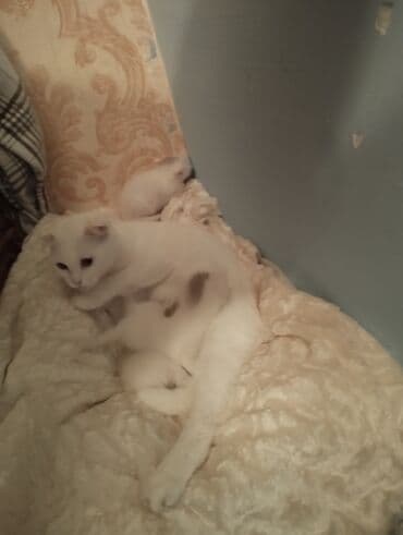 ev itleri satisi: Şotland, Erkək, Dişi, Yaxşı əllərə, Ünvandan götürmə — 5