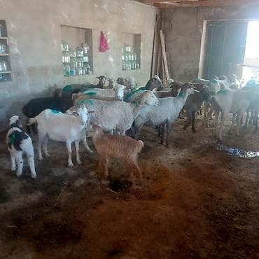 haski balasi satisi: Dişi, il: 3, 45 kq, Damazlıq, Ünvandan götürmə — 1