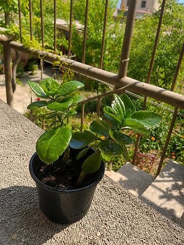 Bu bitki Kalanxoe (Kalanchoe)-dur. Kalanxoe – sağlam və baxımlı dibçək