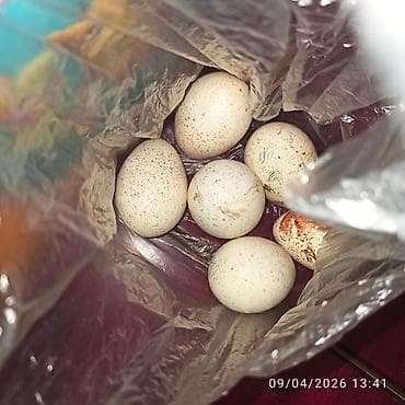 101 roza 99 azn: ŞİRVAN~ Mayalı hinduşka 🦃 yumurtaları satılır, tam sağlam şəraitdə — 2