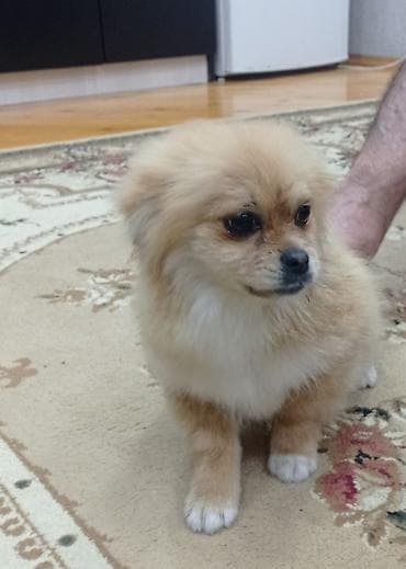 doberman itleri: Şpitz, 4 ay — 5