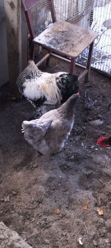 serebrist cuce satisi: Iki ilin Brama xoruzu təmiz cinsi di qatışqı yoxdu endirim olacaq bir — 3