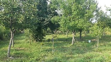 Kənd təsərrüfatı — 2