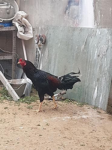 Mal-qara: Heyvan bilgehdedi yaxwi tapiy vurmagi var — 3