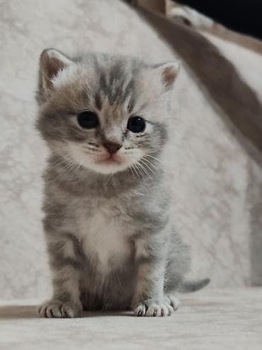 pişik lalafo: Şotland, Yaxşı əllərə — 6