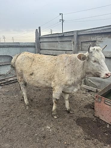 Məhsul: İnək (ağ rəng, buynuzlu) 1 ci qarına boğazdı 2 ay qalıb