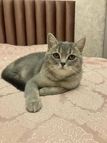 ankara pişiyi: Yaxşı əllərə — 5