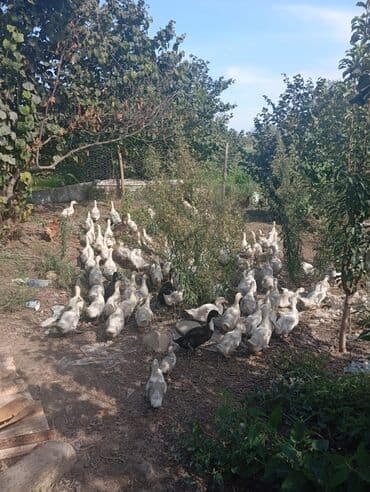 hələb keçisi haqqında məlumat: Satılır: ördək sürüsü - Növ: ağ və qara rəngli ev ördəkləri (yerli — 2