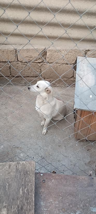 itlerin satisi 2021: 8 ay, Erkek, Ünvandan götürmə — 2