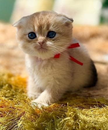 pişik: Britan — 6