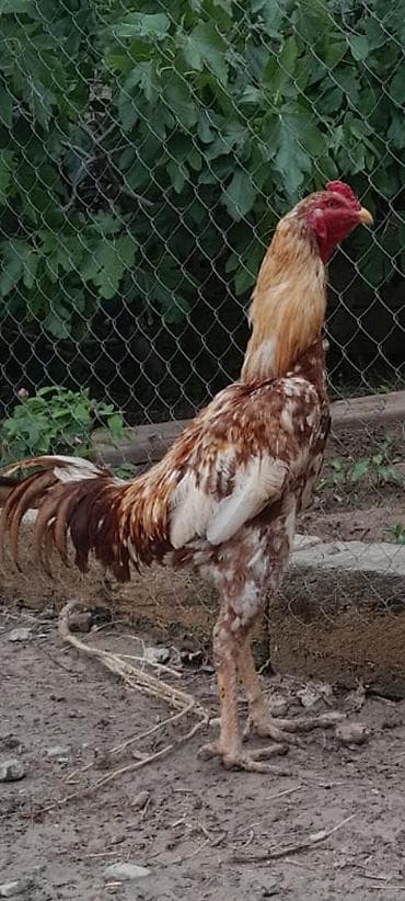 Heyrati hundur xoruz 1 yasi var