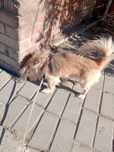 çoban iti: Пекинес, 1 год, Самец — 3