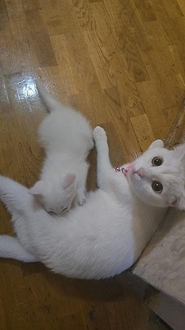 syam pişik: Şotland — 4