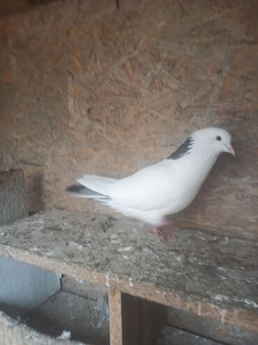 Птицы: Tutulma Erkey real alıcıya endirim edərəm leşi tutulub — 3