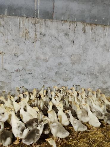 pulsuz heyvanlar verilir: Qaz balaları linda quban 1 aylıq və 10 günlük satılır — 1