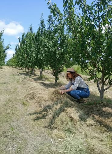 Букетные цветы: Məhsul: Gilas bağı (fidan/bağ sahəsi)salam Qusarin Qoxuroba kendinde — 1